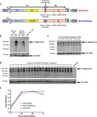 Preclinical immune efficacy against SARS-CoV-2 beta B.1.351 variant by MVA-based vaccine candidates